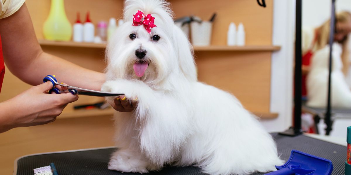 Preços de Banhos e Tosquias: O Que Influencia os Custos?