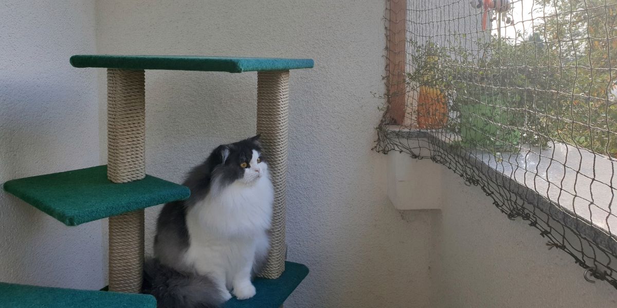 Proteja seu gato em casa com redes de segurança eficazes