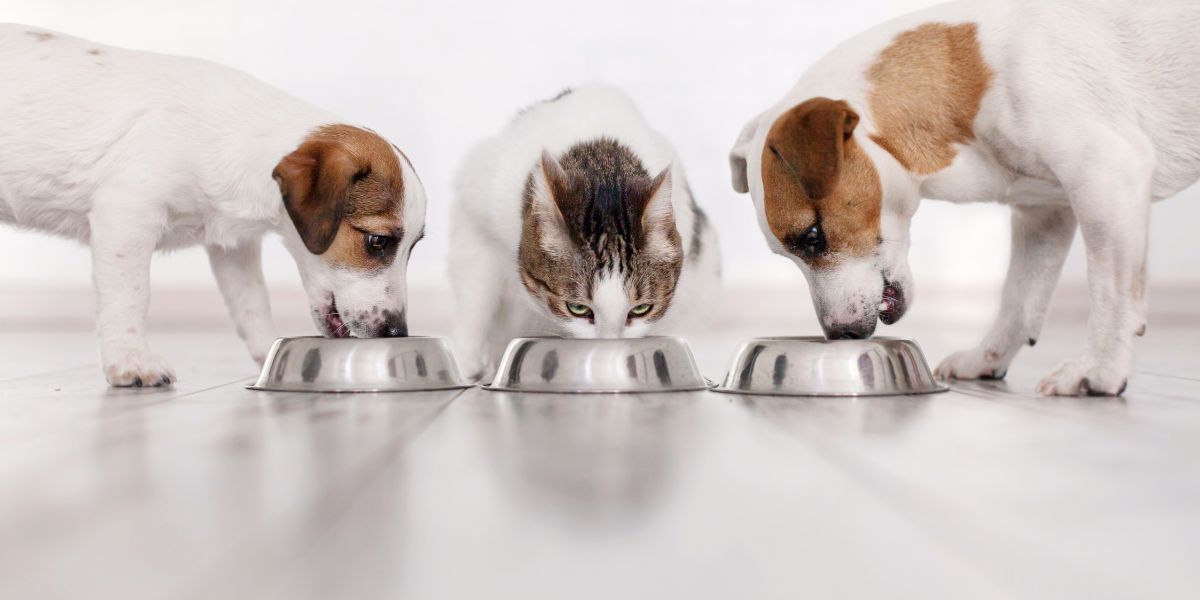 Purina Pro Plan: Nutrição de Precisão para Cães e Gatos