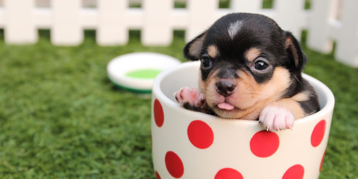 Purina Pro Plan Puppy: Nutrição Ideal para Crescimento Saudável