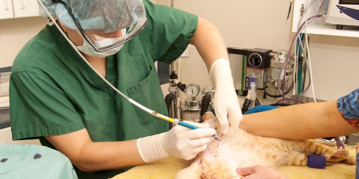 Ração Ideal: Cuidados com a Alimentação de Gatos Esterilizados