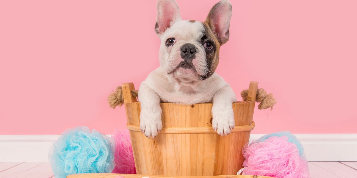 Ração Ideal para Bulldog Francês: Nutrição e Saúde