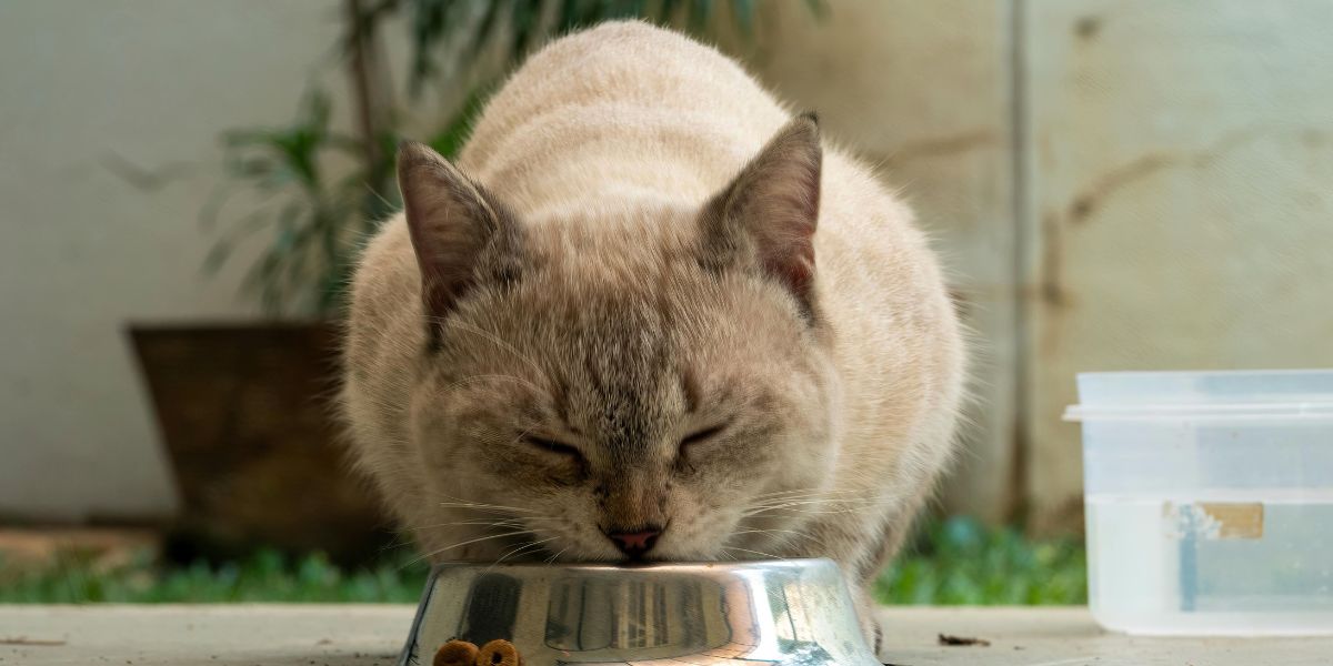 Ração hipoalergénica para gatos: saúde e bem-estar garantidos