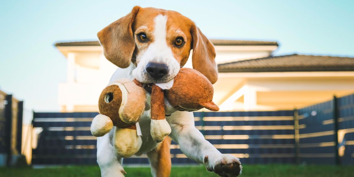 Raças de Cães com Orelhas Grandes: Cuidados e Desafios