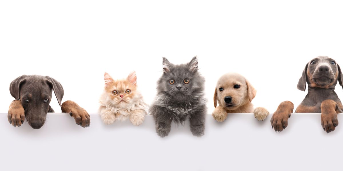 Rações Hipoalergénicas: Escolha Ideal para Cães com Alergias