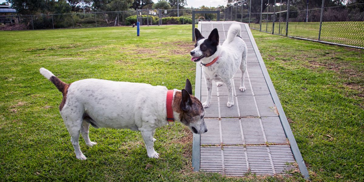 Rampas para Cães: Escolha a Melhor para o Seu Amigo Peludo