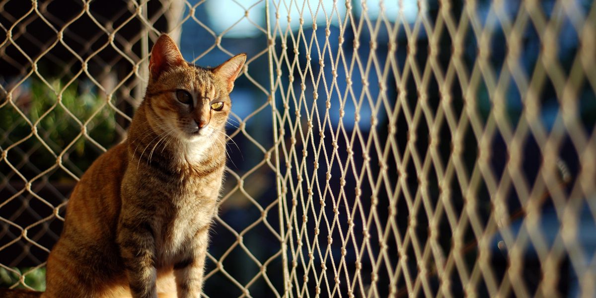 Rede de Proteção para Gatos: Essencial em Ambientes Urbanos