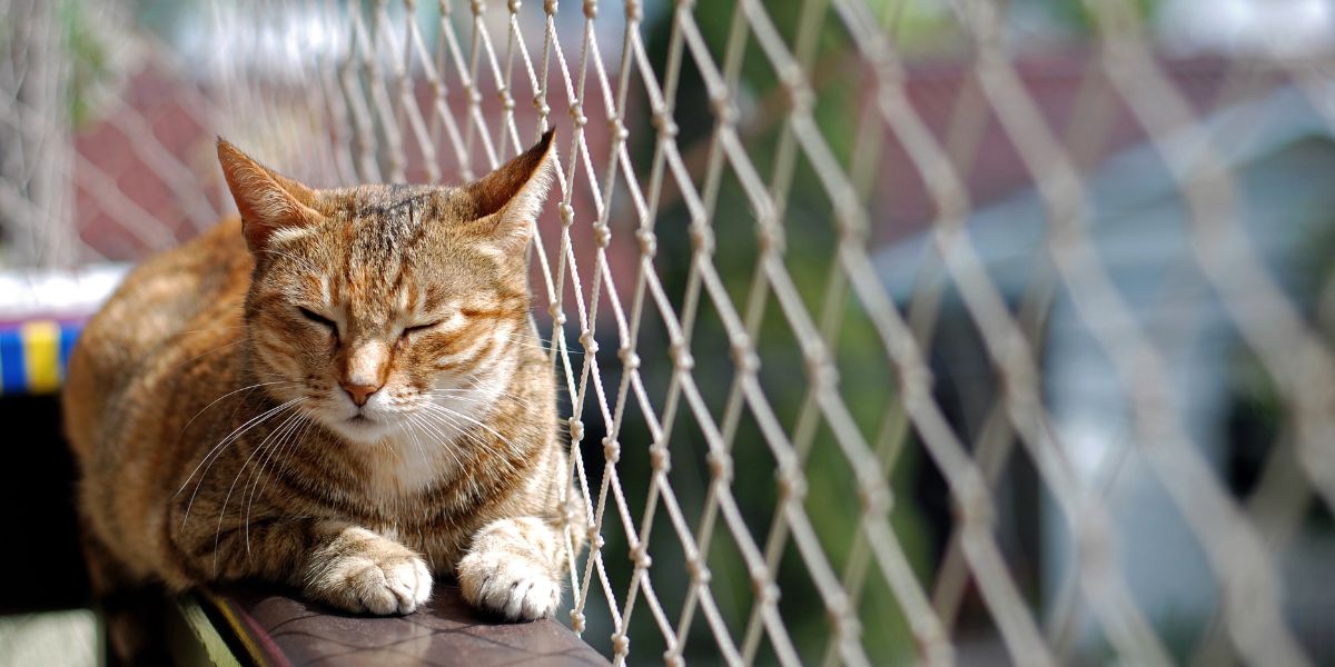 Redes de Proteção para Gatos: Segurança em Ambientes Domésticos