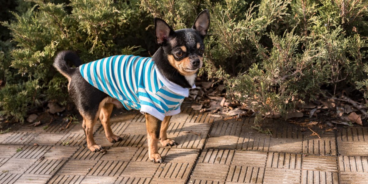 Roupa para cães: conforto proteção e estilo para o seu pet