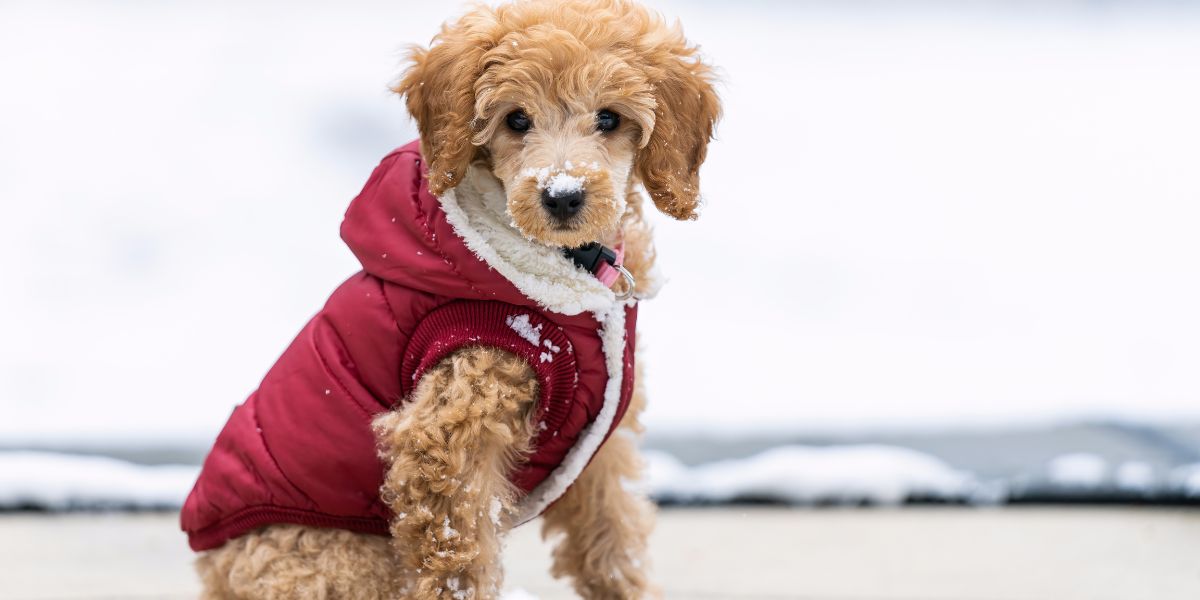 Roupas para Cães: Conforto Estilo e Proteção Essenciais