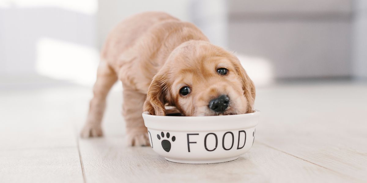 Royal Canin: A Ração Ideal para Cães e Gatos Saudáveis