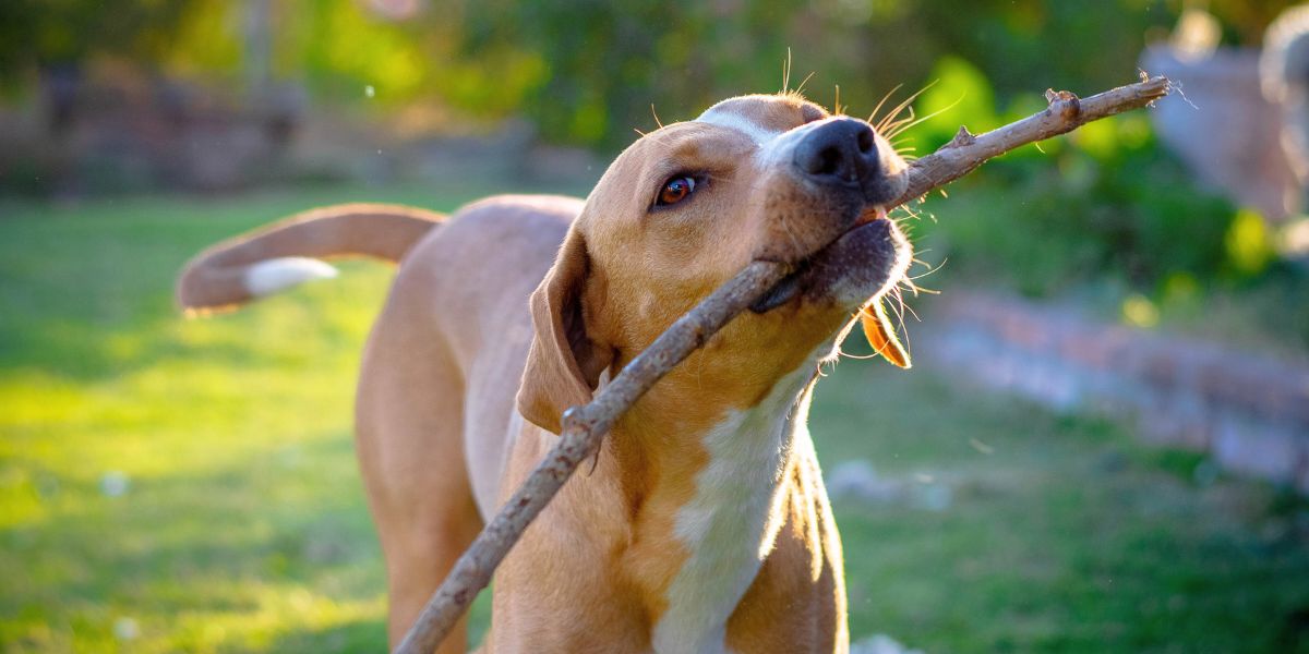 Royal Canin Gastro Intestinal: Saúde Digestiva Ideal