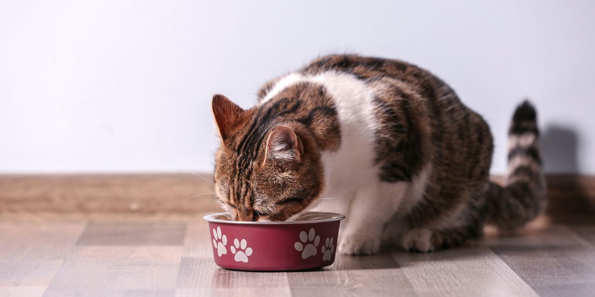 Royal Canin Hypoallergenic: Ração Ideal para Gatos Sensíveis