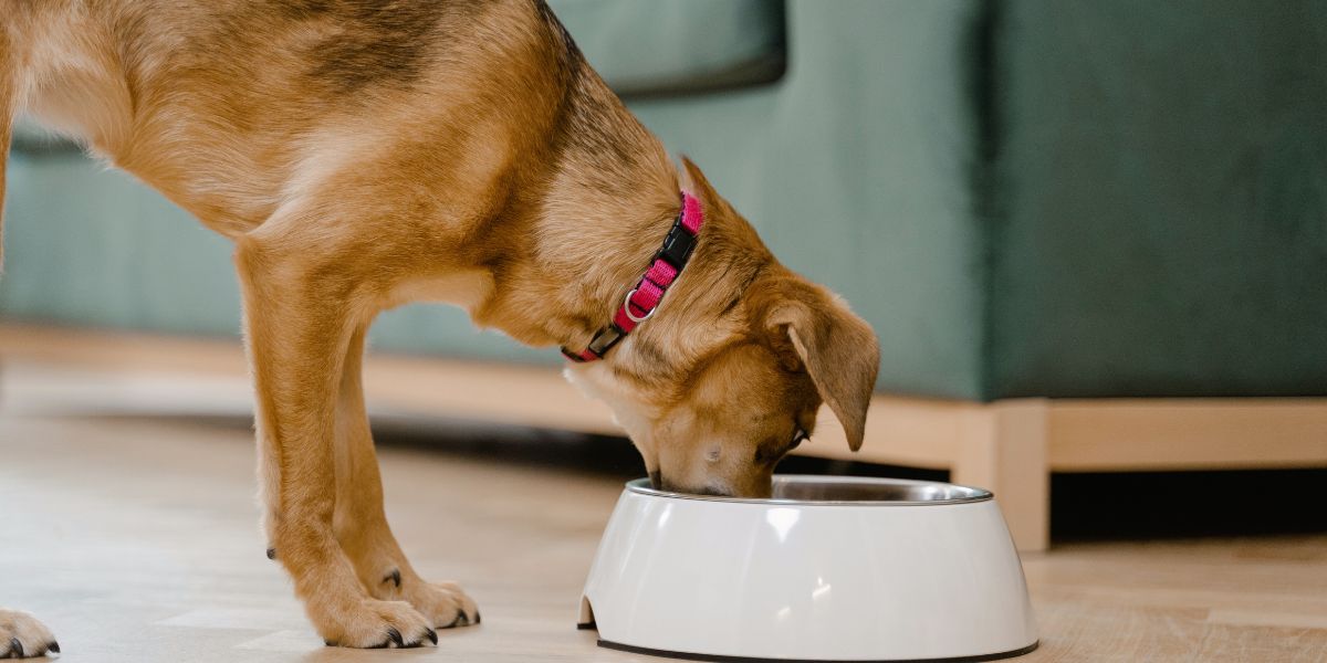 Royal Canin Puppy: A Melhor Nutrição para Cachorros em Crescimento