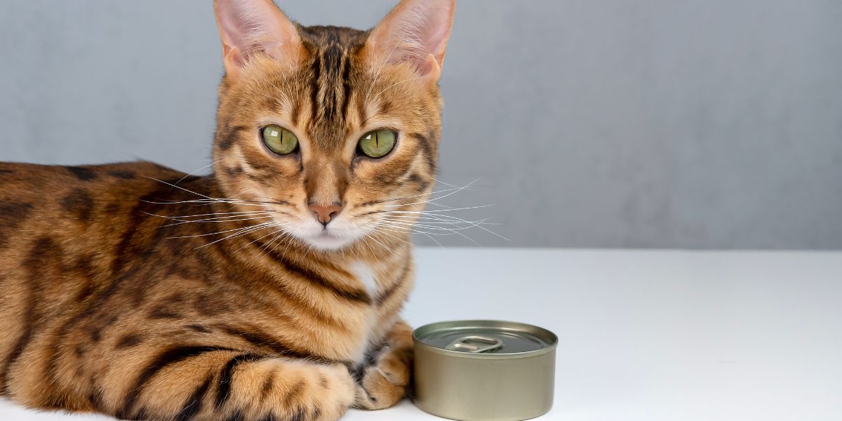 Royal Canin Recovery: Nutrição para Recuperação de Animais
