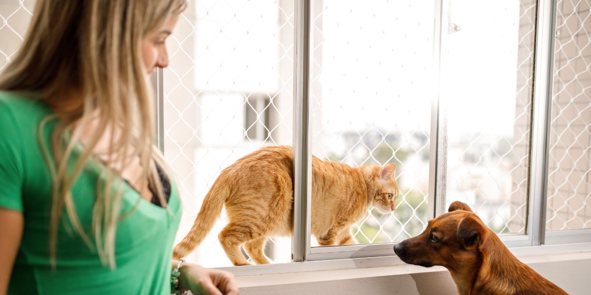 Segurança para Gatos: Redes de Proteção Essenciais