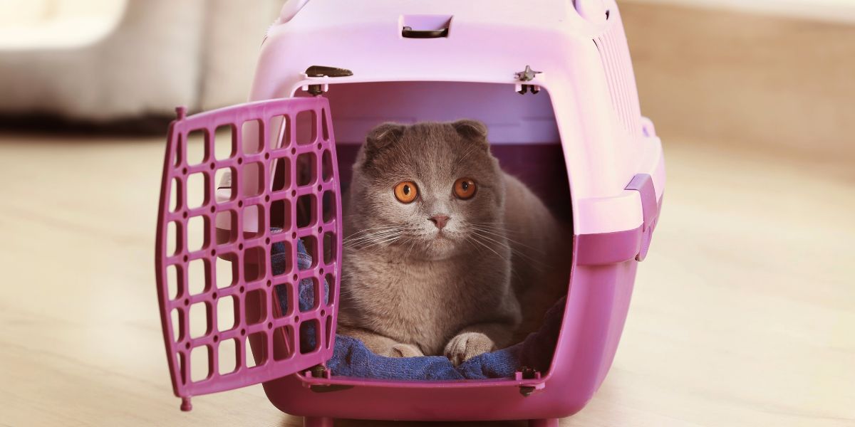 Transportadores de Gatos: Segurança e Conforto para Viagens