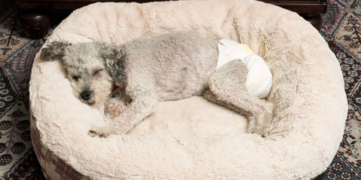 Tudo sobre Resguardos para Cães: Tipos e Dicas de Uso