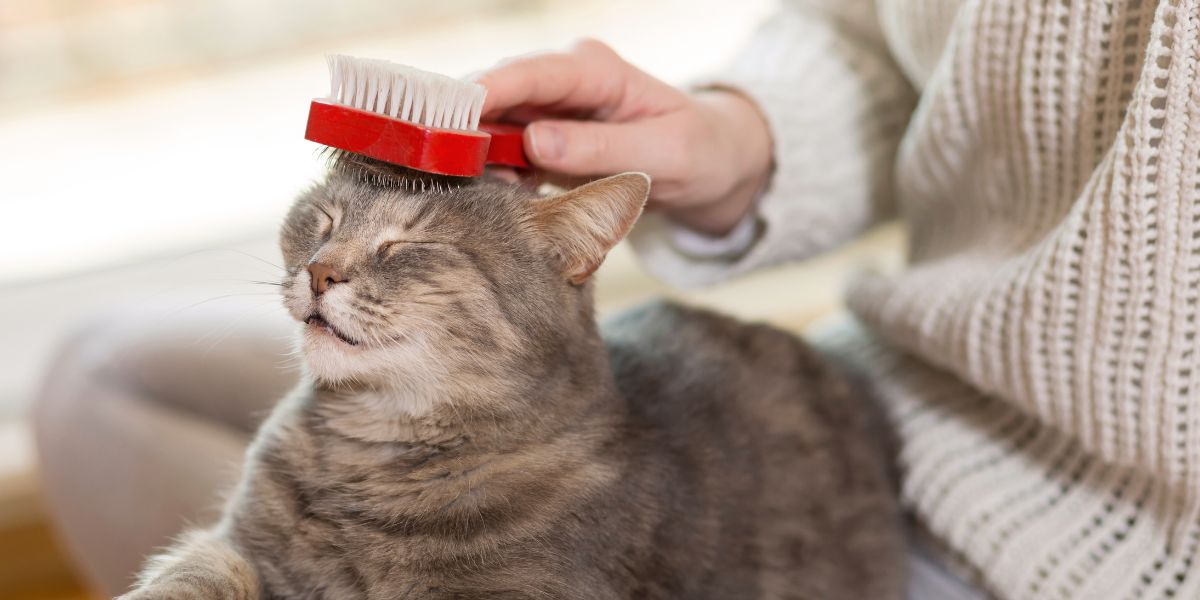 A Importância da Escovagem Regular no Bem-Estar do Seu Gato